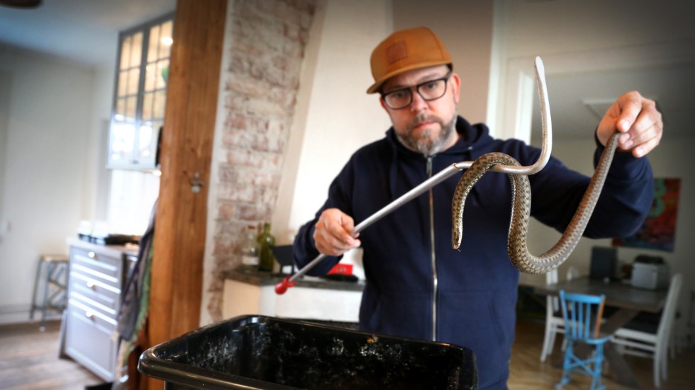 Huggorm som på bilden, snok och hasselsnok, ringlade fram mellan klapperstenarna som grävmaskinen lyft fram. Jesper Cederlund räddade tolv ormar som nu bor i hans källare i väntan på varmare väder.
