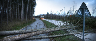 Blockerad av medvetet fällda träd