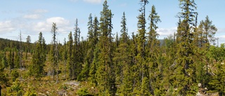 Arjeplog får nytt naturreservat