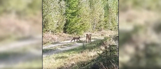 De mötte lodjuren i svampskogen