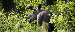 Misstänkt jaktbrott efter att skjuten älg hittats