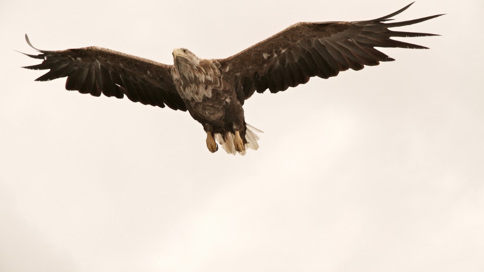 Färre örnar än i fjol observerades vid årets örnräkning. Havsörnen på bilden fotograferades 2012 vid Svolvær i Norge.