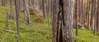 60 miljoner till forskning inom träkteknik