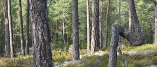 Kollektivavtal är inte lönedumpning