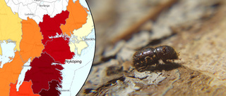Sörmländsk skog hårt drabbad av fruktad borre