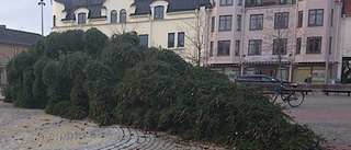 Här blåste den stora granen på torget omkull