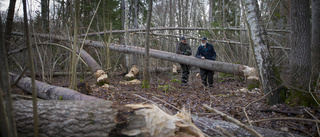 Efter bävrarnas framfart – "stort plockepinn"