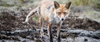 Rävskabb i Sanda – hundägare varnas