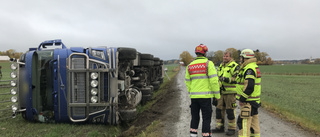 Många grisar döda när transport välte