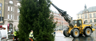 Årets julgran får klart godkänt