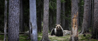 Grovt jaktbrott utreds i Kiruna 