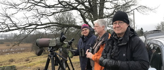 Ornitologer flockades för ovanlig and