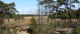 Smaulmyrar i Alskog blir naturreservat