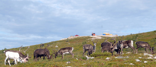 Ren skjuten med hagelgevär i Arjeplog