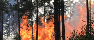 Brand i rishög rubriceras som mordbrand