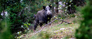 Vildsvin fick avlivas av jägare