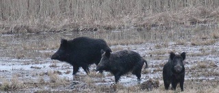 Vildsvinens framfart orsakar stor skada