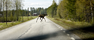 Insatsvecka mot viltolyckor på väg