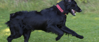 Husse får böta för okopplad hund