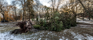 Historier från stormen Alfrida