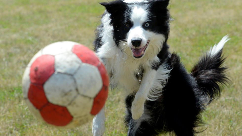 En hund på Gotland ska inte få den aktivering och omvårdnad som den behöver. Bilden är tagen i ett annat sammanhang och har inget med anmälan att göra.