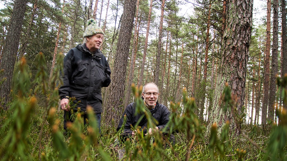 Naturskyddsföreningen i Katrineholm tar strid för en mosse med 180 år gamla tallar som kommunen vill förvandla till industrimark.
