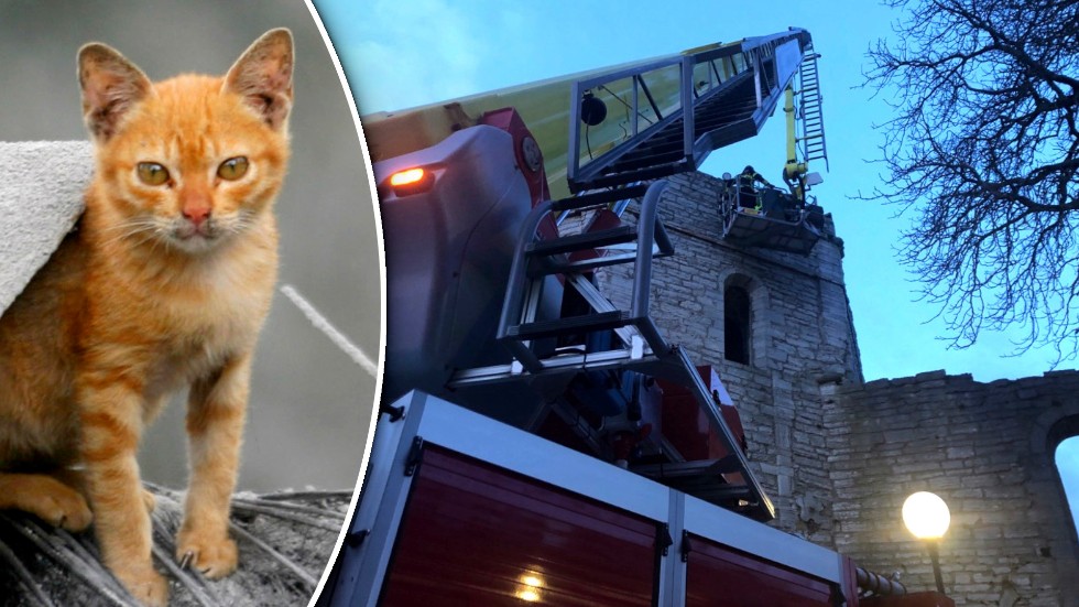 Obs. Kattungen på bilden är inte den som plockades ner från Helge Ands ruin.