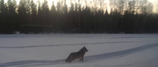 Bekräftad varg utanför Älvsbyn