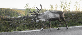 Körde på ren – smet från platsen