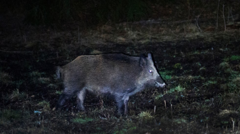 Det jägaren i mörkret trodde var ett vildsvin och sköt mot visade sig vara hans jaktkamrat. Han misstänks nu för grovt vållande till kroppsskada.