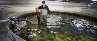 Lyckat utsläpp- fina fisken för firrar i norr