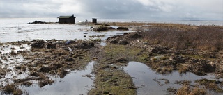 Strandbod attackerades av husbock – Nu ges strandskyddsdispens för att bygga nytt