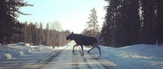 Skogsbolag avstår skyddsavskjutning av älg