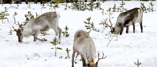 Utebliven värme kan bli renkalvarnas död