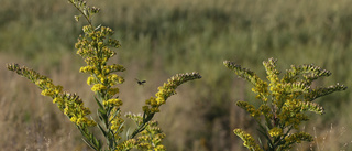 Trädgårdsfavorit kan bli naturens värsting