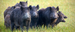 Vildsvinsjakt i massor: "Vi räknar med 900 jägare"