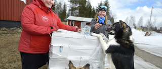 Turistparets glädjebesked efter krisen