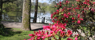 Rhododendrondalen har jubileum