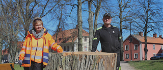 Här är platserna där återplantering av träd är på gång