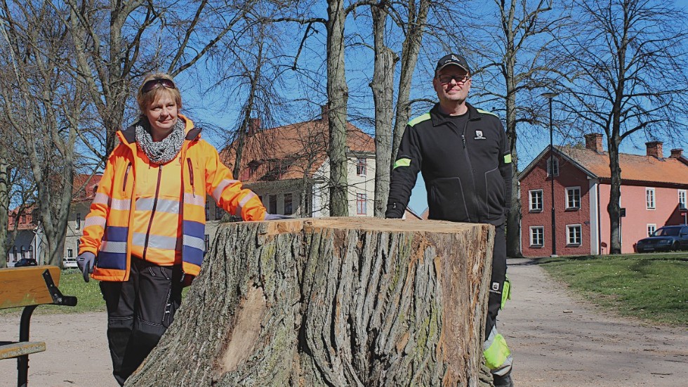 Kanske största stubben ska få bli kvar som ett bord berättar driftsingenjör Daniel Wahlström och markarbetare Lena Brander.