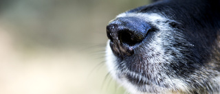 Hungrig hund orsakade rökutveckling