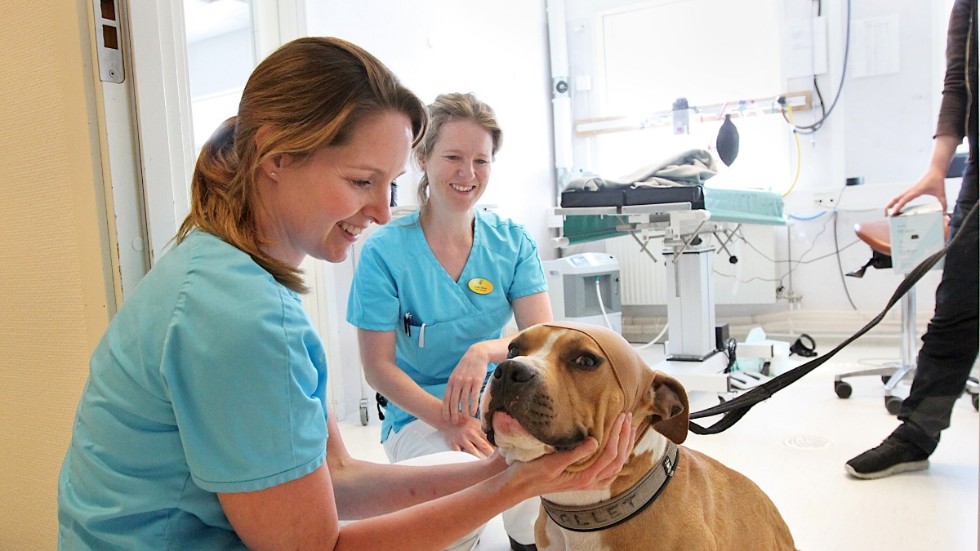 ”Vi klarade oss tack vare att vi hade vaccin i lager” säger Matilda Nyberg vid Enköpings djurklinik med anledningen av den stora bristen på vaccin till hundar.