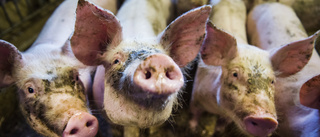 Köttätare bör inte stoppa huvudet i sanden