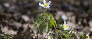 Demokratisk makt är en skör blomma 