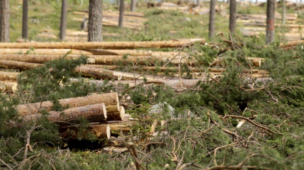 Rekordmycket skog har anmälts till avverkning under mars månad i norra Norrland. (Arkivbild)