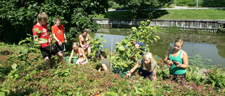 Många av kommunens sommarjobb försvinner