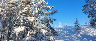 Snöiga träd i Ounasvaara             