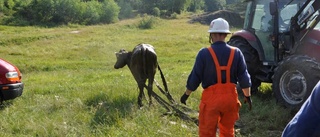 Stut föll ner i gödselbrunn