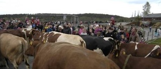 Tusentals följde kosläppet