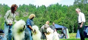 Old English Sheepdogs i Brunnsparken